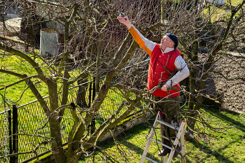 Canvastavla Man pruning fruit tree branches