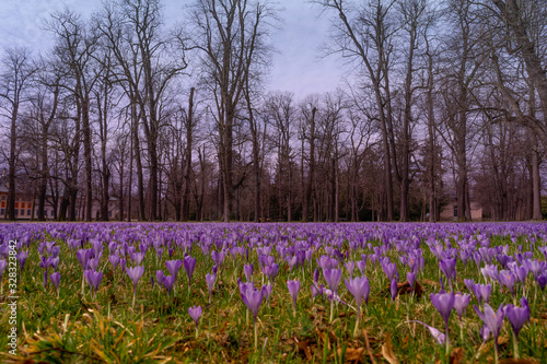 Krokusse im Park.