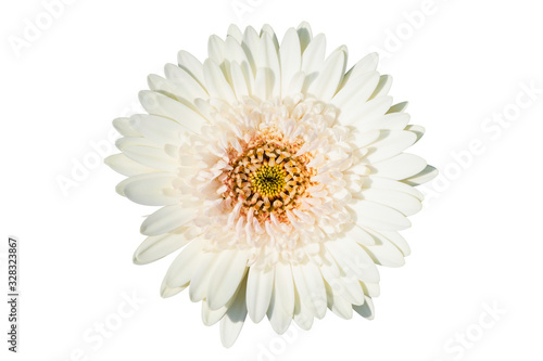  Gerbera daisy flower isolated on white background. Top view. Flat lay. Spring summer concept.