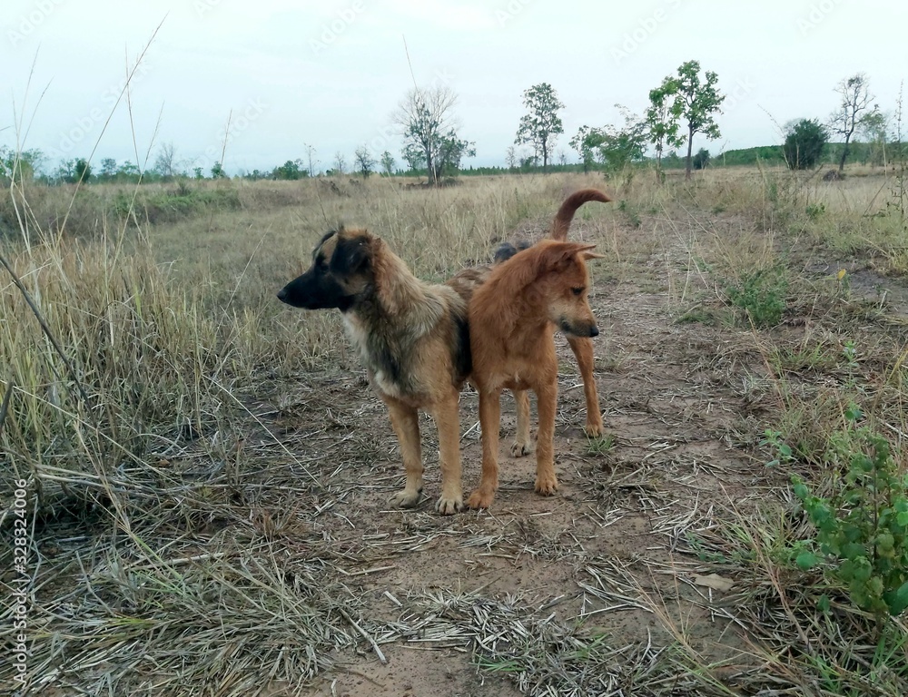 Naklejka premium My cute and honest pet