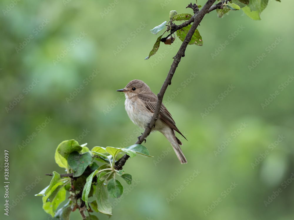 Fototapeta premium The spotted flycatcher (Muscicapa striata) is a small passerine bird in the Old World flycatcher family.