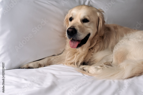 Happy Golden Retriever dog lying on a blanket in bed in the bedroom