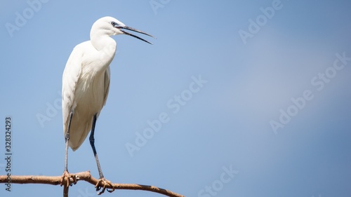 aves exóticas africanas blancas con las patas largas y el pico muy afilado © Jose