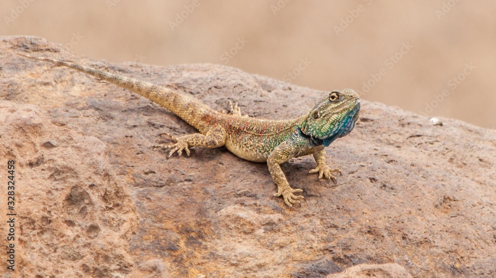 Reptil africano, lagarto con la cabeza grande y azulada Reptil africano, lagarto con la cabeza grande y azulada