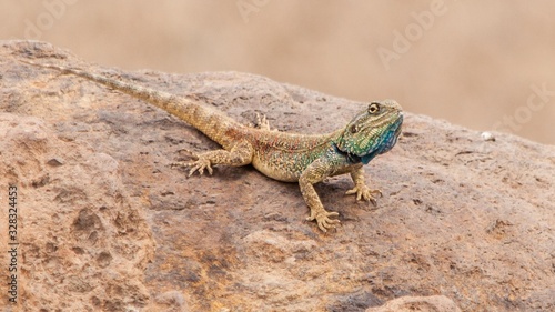 Reptil africano  lagarto con la cabeza grande y azulada