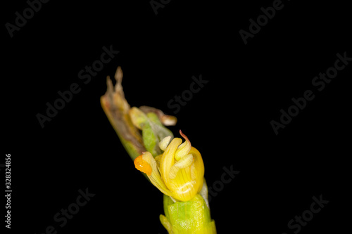 Gall midge larva in a infected bulb flower photo