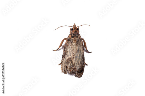 Thaumatotibia leucotreta, the false codling moth photo