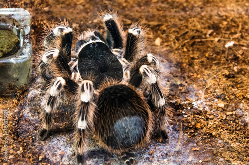 Huge brazilian whiteknee tarantula fluffy, hairy spider sits on the ground, rear view on the belly.