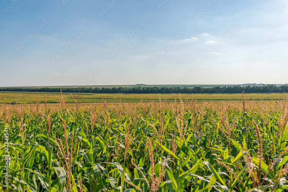 Beautiful green corn field on a sunny summer day with blue sky. Cornfield on a sunny summer day