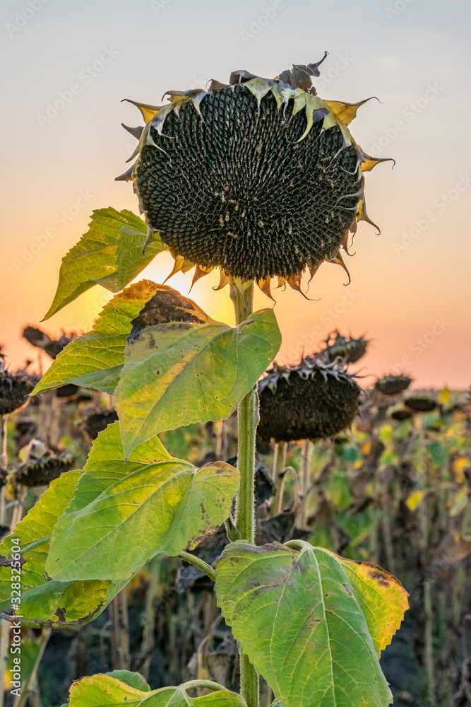 Beautiful sunflower at sunset. Sunflower close up at sunset with beautiful sky. Organic sunflower at sunset close up with a beautiful background