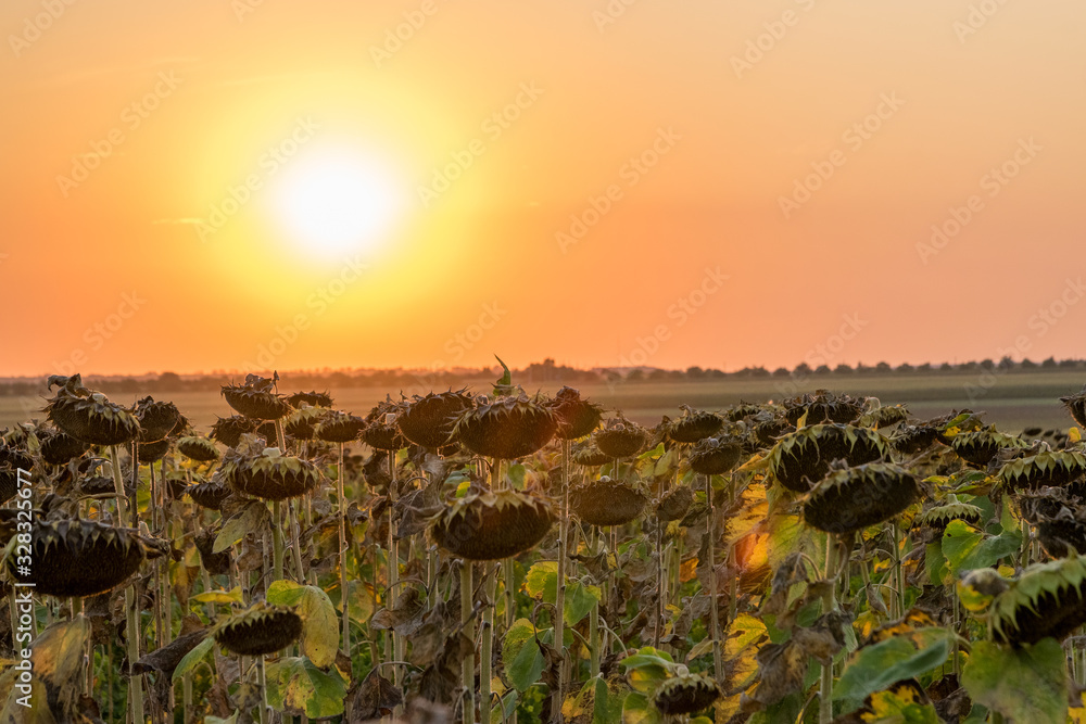 Beautiful sunflower field at sunset. Ripe sunflower field at sunset with a beautiful sky. Organic ripe sunflower field at sunset in autumn