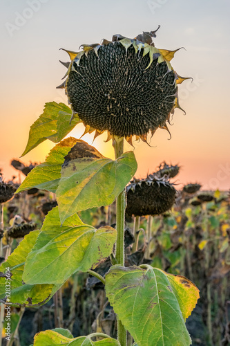 Obraz na płótnie Beautiful sunflower at sunset. Sunflower close up at sunset with beautiful sky. Organic sunflower at sunset close up with a beautiful background w salonie