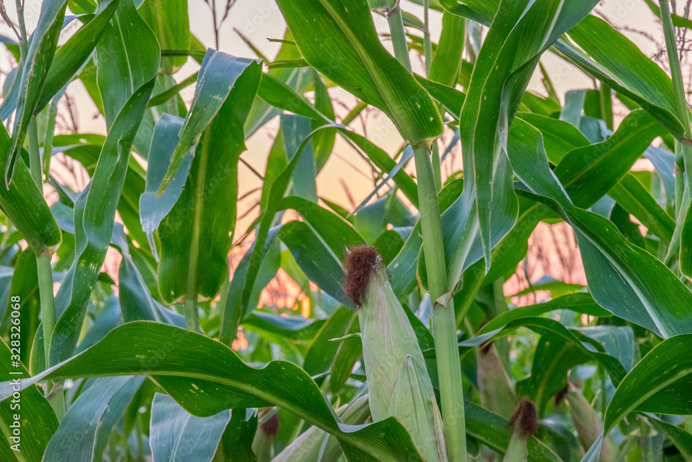Beautiful close up of green corn at sunset. Corn at sunset. Corn close up at sunset