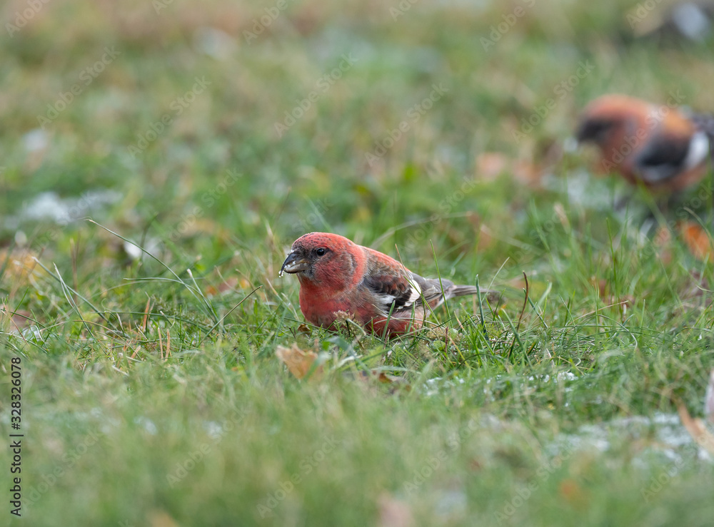 Obraz premium The two-barred crossbill (Loxia leucoptera) is a small passerine bird in the finch family Fringillidae.