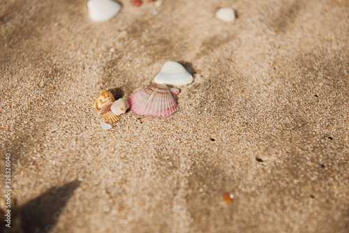 Close up of beach sand with lots of sea shells. Golden hour.