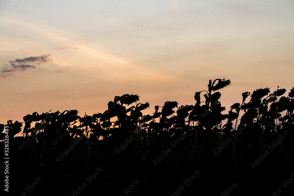 Sunflowers silhouette at sunset. Sunflowers silhouette at sunset with the sun and a beautiful sky