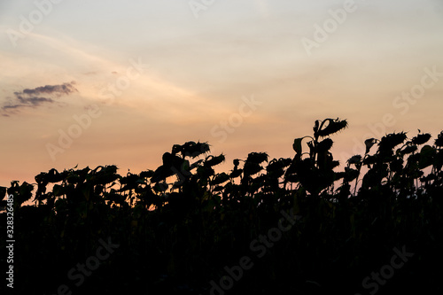 Sunflowers silhouette at sunset. Sunflowers silhouette at sunset with the sun and a beautiful sky © Ungureanu