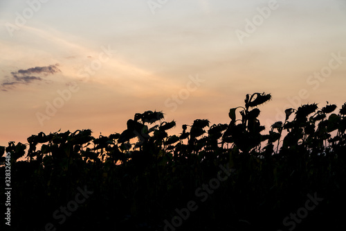 Sunflowers silhouette at sunset. Sunflowers silhouette at sunset with the sun and a beautiful sky