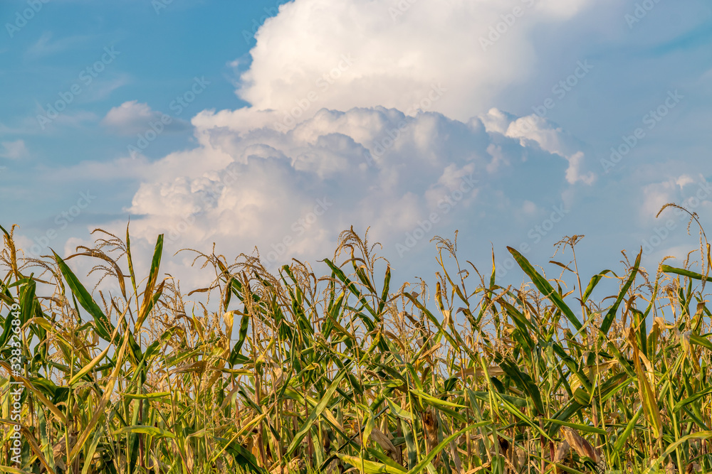 Beautiful green corn field on a sunny summer day with blue sky and clouds. Cornfield on a sunny summer day