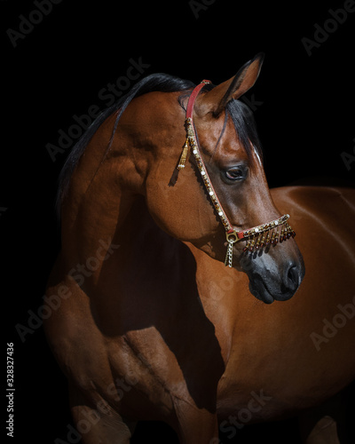 Portrait of a beautiful chestnut arabian horse look back isolated on black background, head closeup
