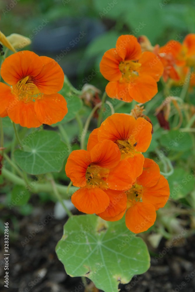 FLEUR DE CAPUCINE FLEUR DE CAPUCINE