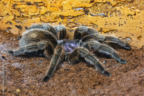 Grammostola aureostriata South American land tarantula spider sits on the ground.