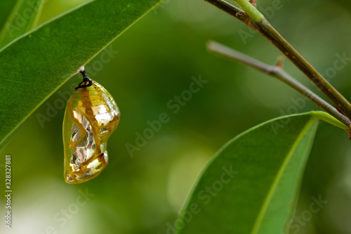Photos Common crow chrysalis hanging from leaf left of frame 5
