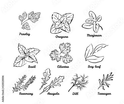 Set of herbs. Black and white vector illustration isolated. Outline leaves of Parsley, Oregano, Marjoram, Cilantro, Bay leaf, Dill, Basil, Rosemary, Tarragon, Arugula. Vector cartoon illustration. 