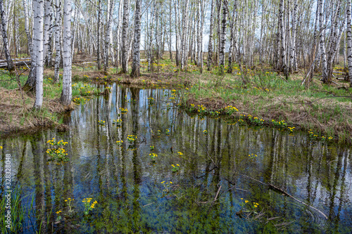Bushes of Kaluzhnitsa Bolotnaya in a birch grove in early spring