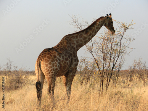 Giraffa camelopardalis angolensis