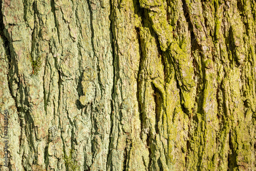 grey texture of tree bark in sun with green moss and lichen grey texture of tree bark in sun with green moss and lichen
