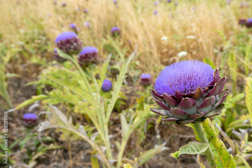 Short term flower of artichoke. This vibrant purple flower bloom in spring. Artichokes of Turkey s aegean area are very famous.