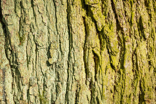 grey texture of tree bark in sun with green moss and lichen