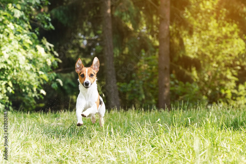 Small Jack Russell terrier running towards camera on grass road, jumping with all four legs in air, ears up, water spraying from her wet fur, blurred trees in background © Lubo Ivanko