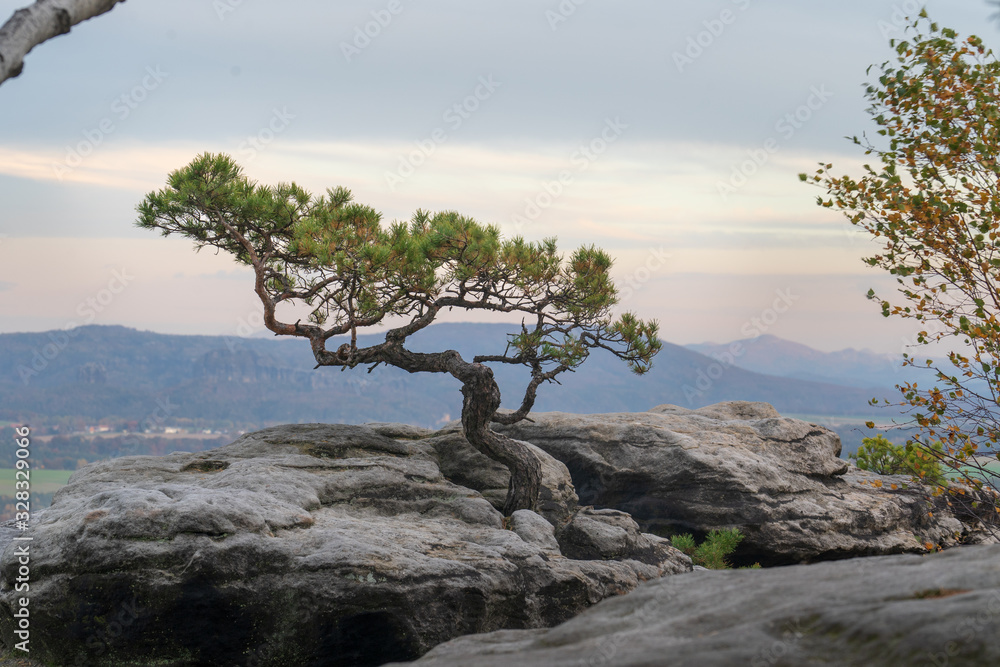 Fototapeta premium Tree on the mountain