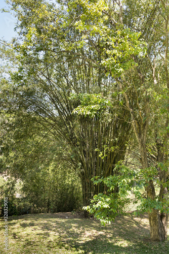 Tall bamboo shrub tree with sunshine on the branches against a blue sky.