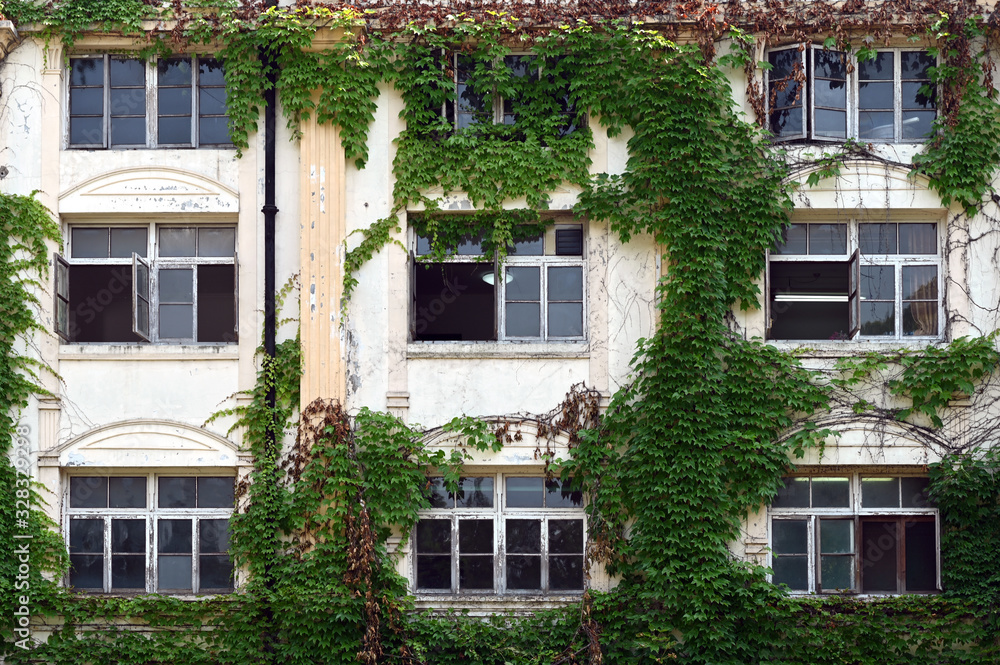 Fototapeta premium Vines and windows on the outer walls of old buildings