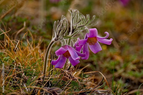 Russia. The South Of Western Siberia, spring flowers of the Altai mountains. Prostrel (Sleep-grass). photo