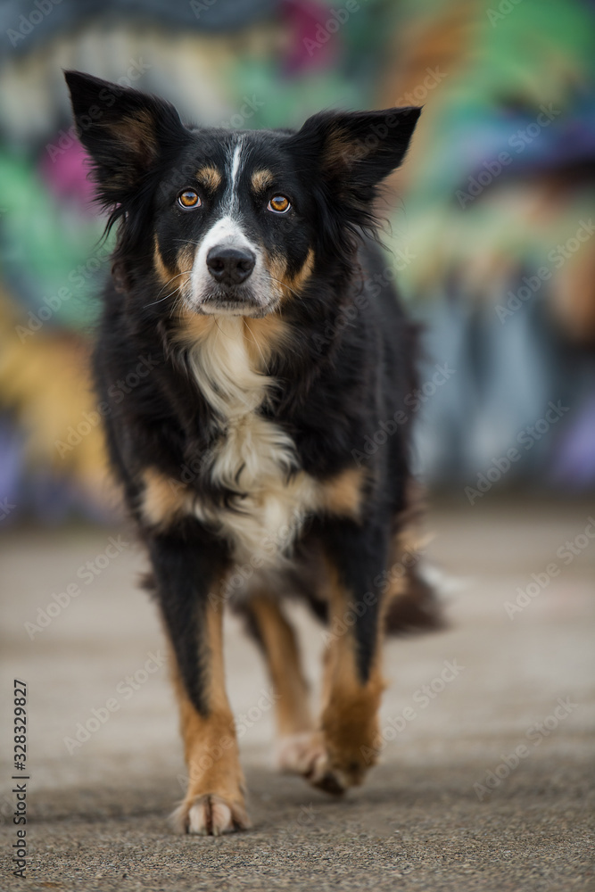 Border collie dog with colorful background