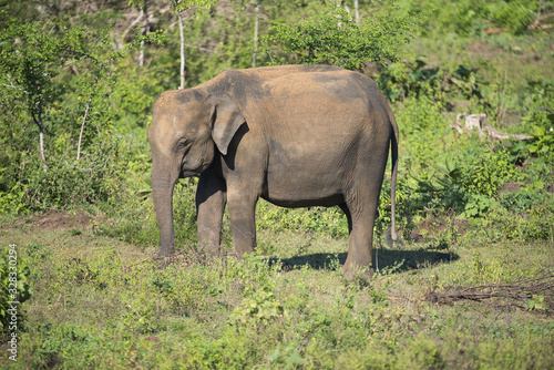 Udawalawe, Sri Lanka: National Park Asian Elephants many rehabilitated from sanctuary.