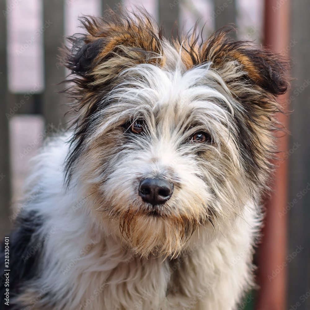 Portrait of cute hairy dog on blurry background Portrait of cute hairy dog on blurry background