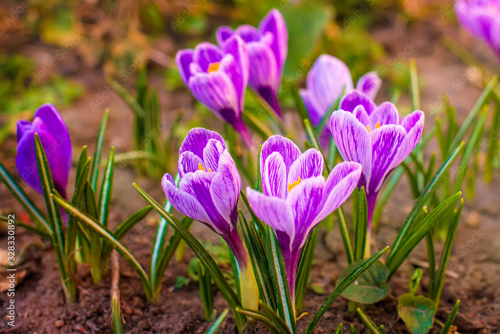 Blooming purple crocuses in the garden. Purple flowers. Blooming purple crocuses in the garden. Purple flowers.