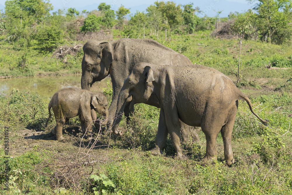 Udawalawe, Sri Lanka: National Park Asian Elephants many rehabilitated from sanctuary. Udawalawe, Sri Lanka: National Park Asian Elephants many rehabilitated from sanctuary.