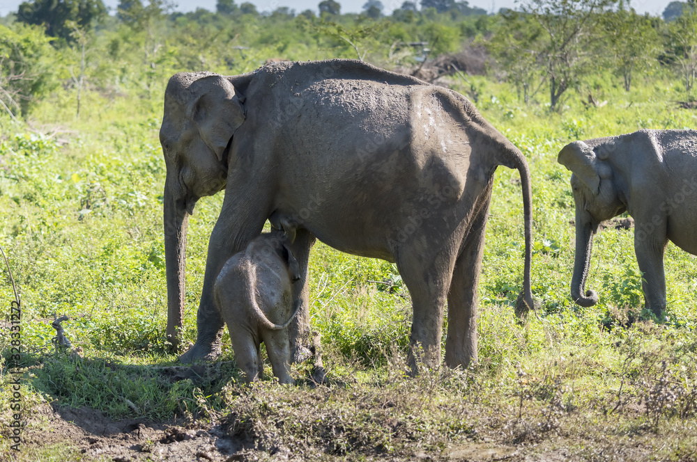 Fototapeta premium Udawalawe, Sri Lanka: National Park Asian Elephants many rehabilitated from sanctuary.