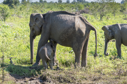 Udawalawe  Sri Lanka  National Park Asian Elephants many rehabilitated from sanctuary.