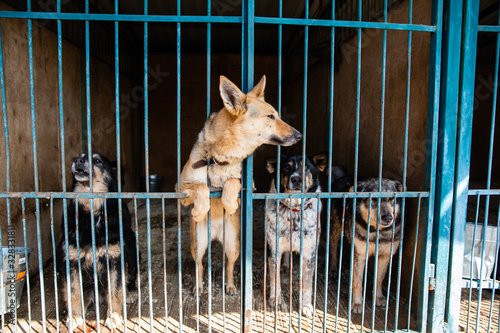 Cage with dogs in animal shelter photo