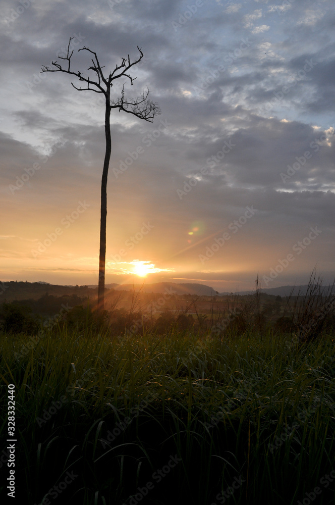 silhouette of tree with sunrise and cloudy sky background