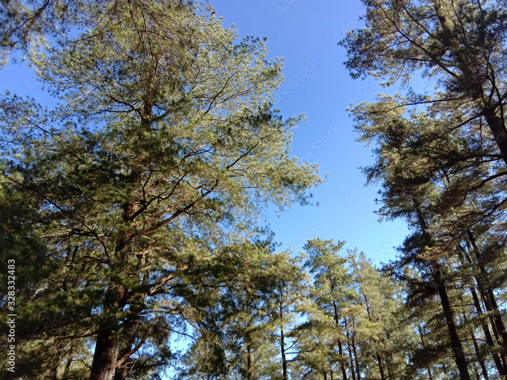 Obraz premium tree in autumn