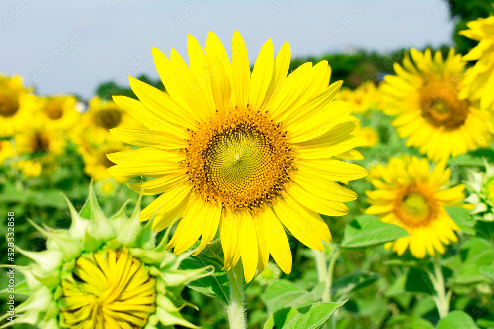 field of sunflowers and blue sky