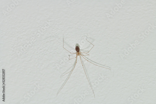 Pholcus house long leg spider on the wall in the people room macro photo